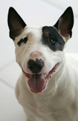 Pete