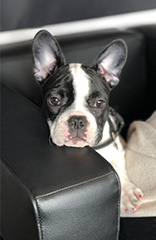 Bella