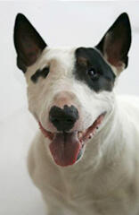 Pete